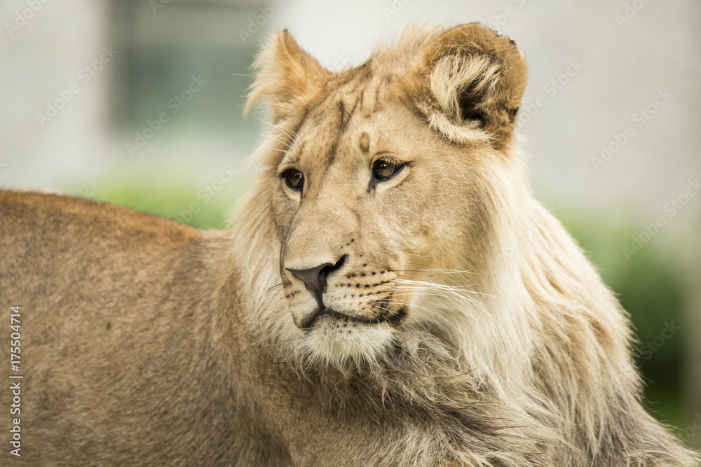 Young lion, headshot