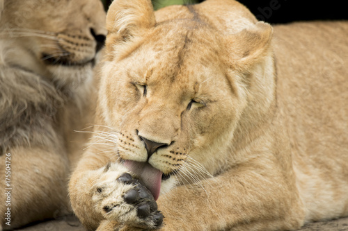 Young lioness cleaning paw