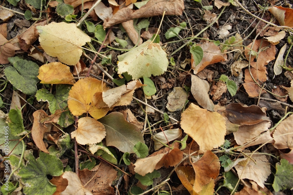 background of autumn leaves background of autumn leaves