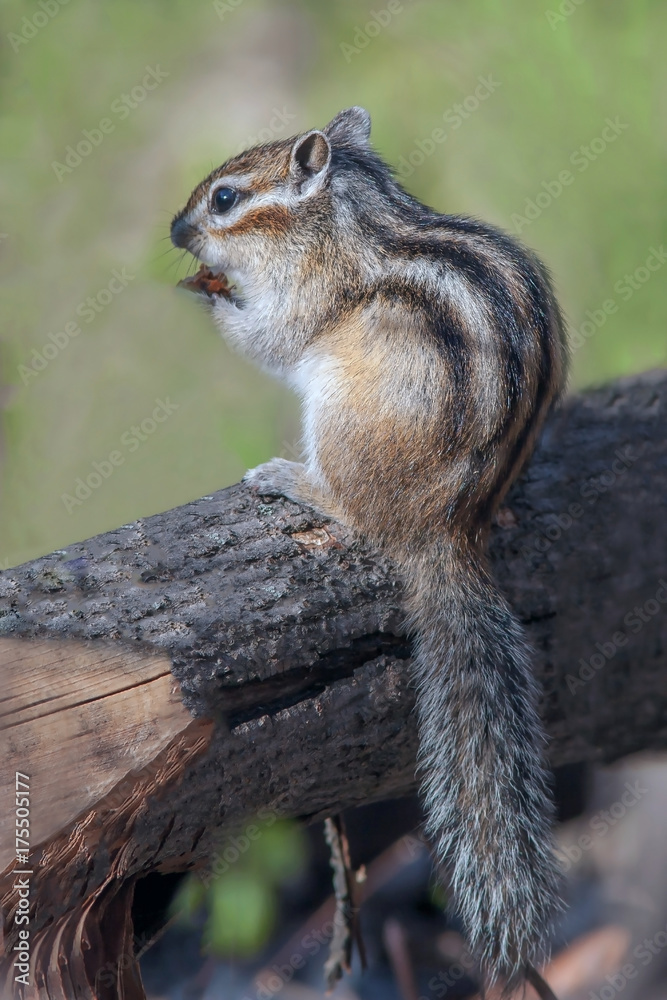 a cute furry chipmunk sitting on a stump and eats a cute furry chipmunk sitting on a stump and eats