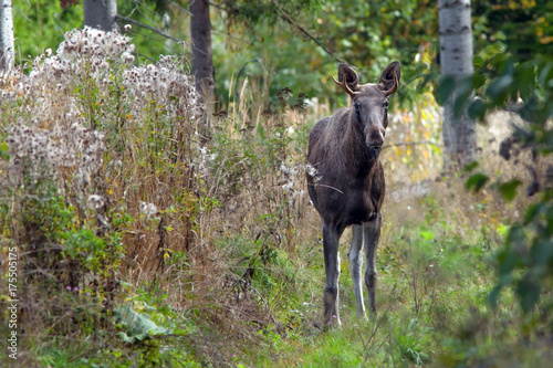 young elk walking in the autumn woods © serhio777