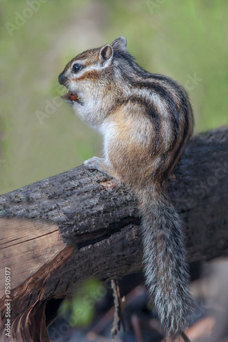 a cute furry chipmunk sitting on a stump and eats © serhio777