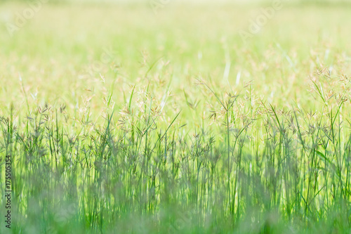 Spring meadow beautiful fresh morning in soft warm light. Vintage autumn landscape blurry nature background.