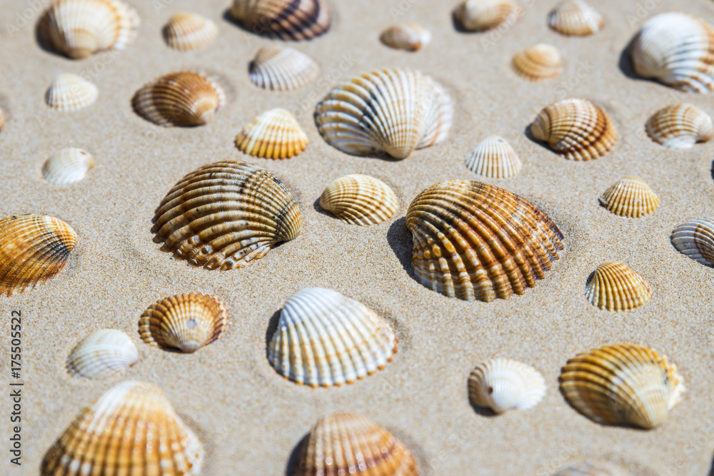 Conchiglie sulla spiaggia
Conchiglie sulla spiaggia