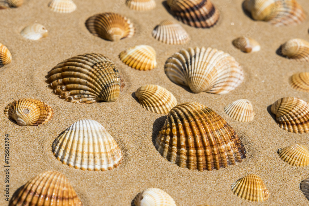 Conchiglie sulla spiaggia
Conchiglie sulla spiaggia
