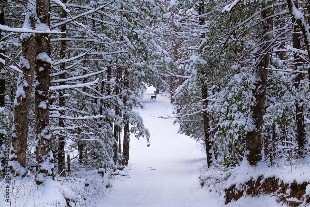Fototapeta premium A buck deer at the end of a snowy lane at Smoky Mtn Nat'l Park's Cades Cove