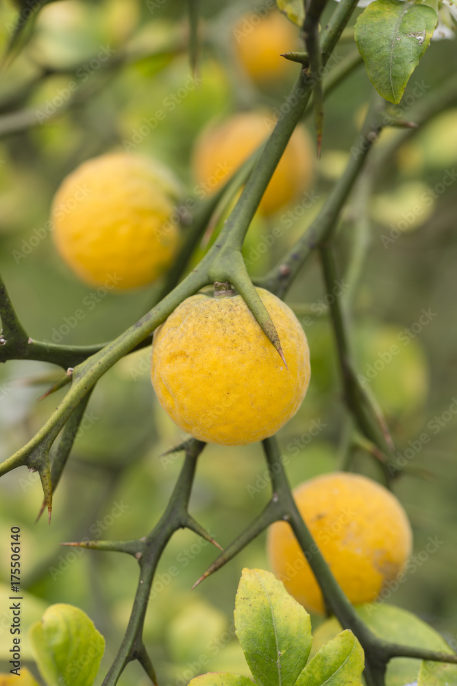 Fruits and flowers of trifoliate orange tree
