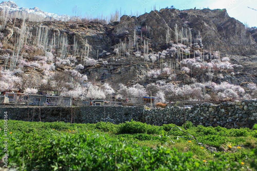 Obraz premium Blossom in Pakistan 