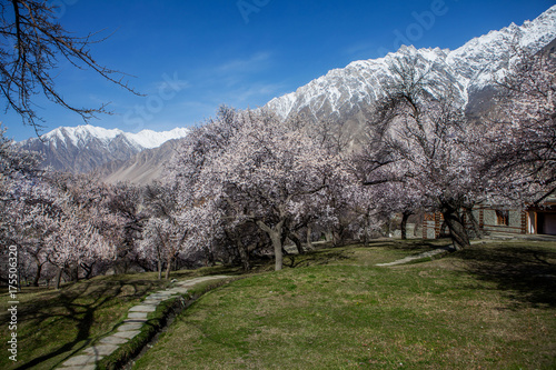 Blossom in Pakistan 