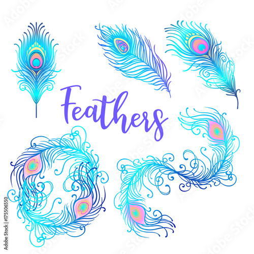 Vector illustration of beautiful peacock feather set isolated on a white back...