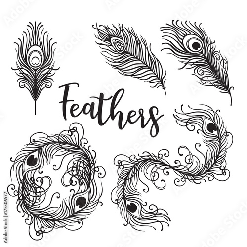 Vector illustration of beautiful peacock feather set isolated on a white back...