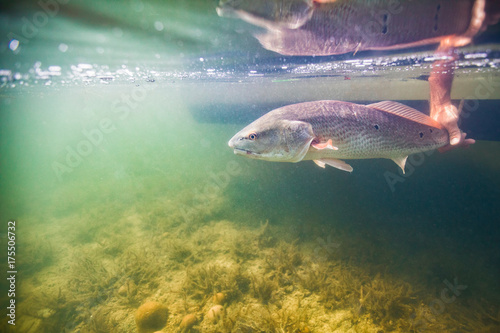 Man releasing small redfish in the Gulf of Mexico, Homosassa, Florida, US photo