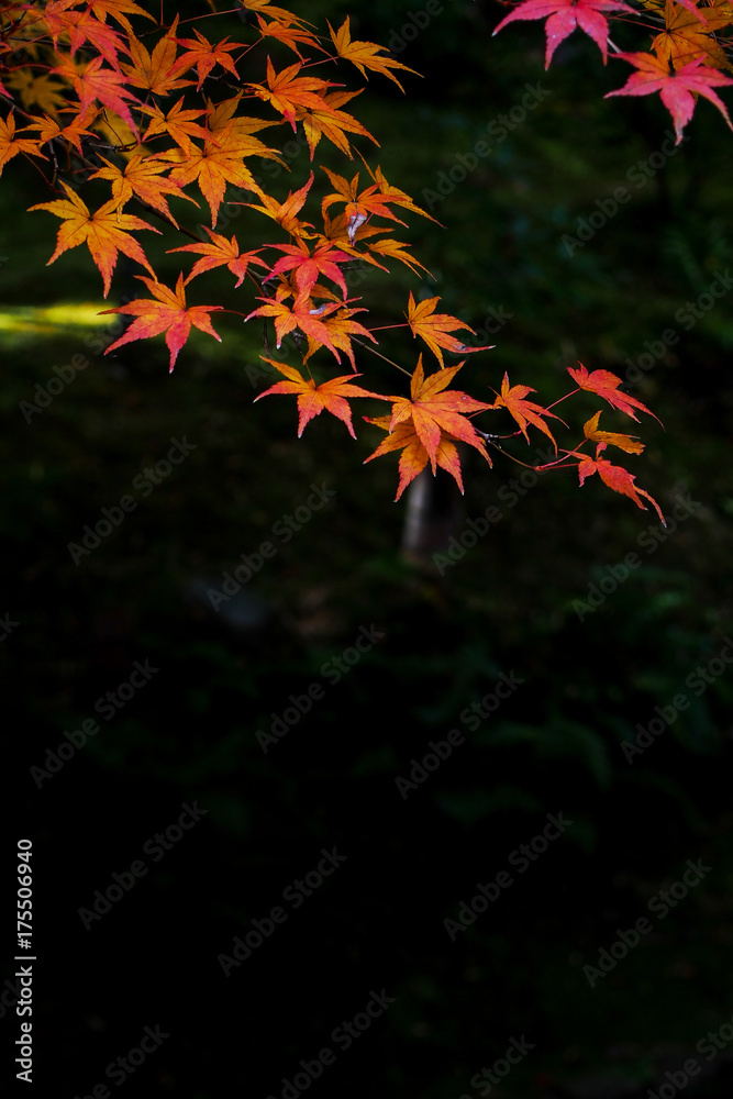 Autumn in Japan Autumn in Japan