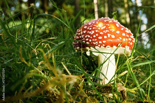 Single red poison mushroom grows in grass