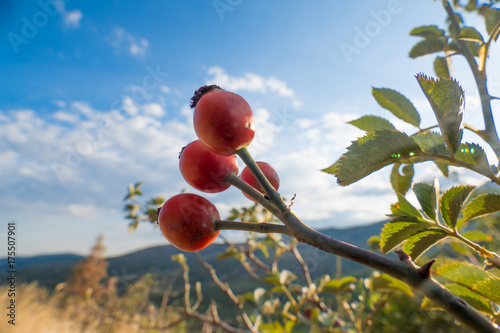 Small branch with rose hips / Bush with ripe rose hips on blue sky background