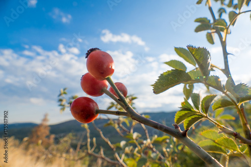Small branch with rosehips / Small branch with rosehips on blue sky background