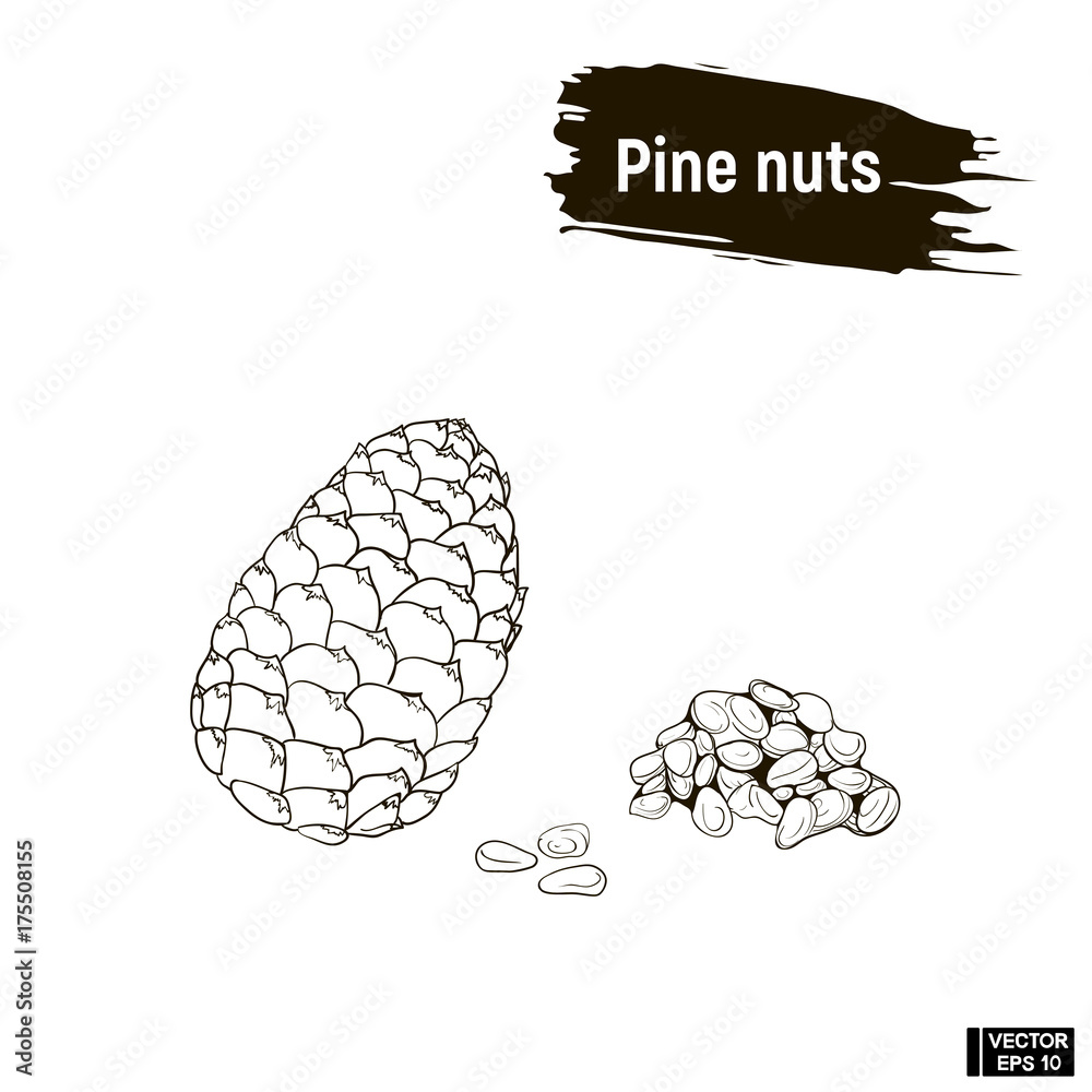 Outline pattern of cedar nuts Outline pattern of cedar nuts