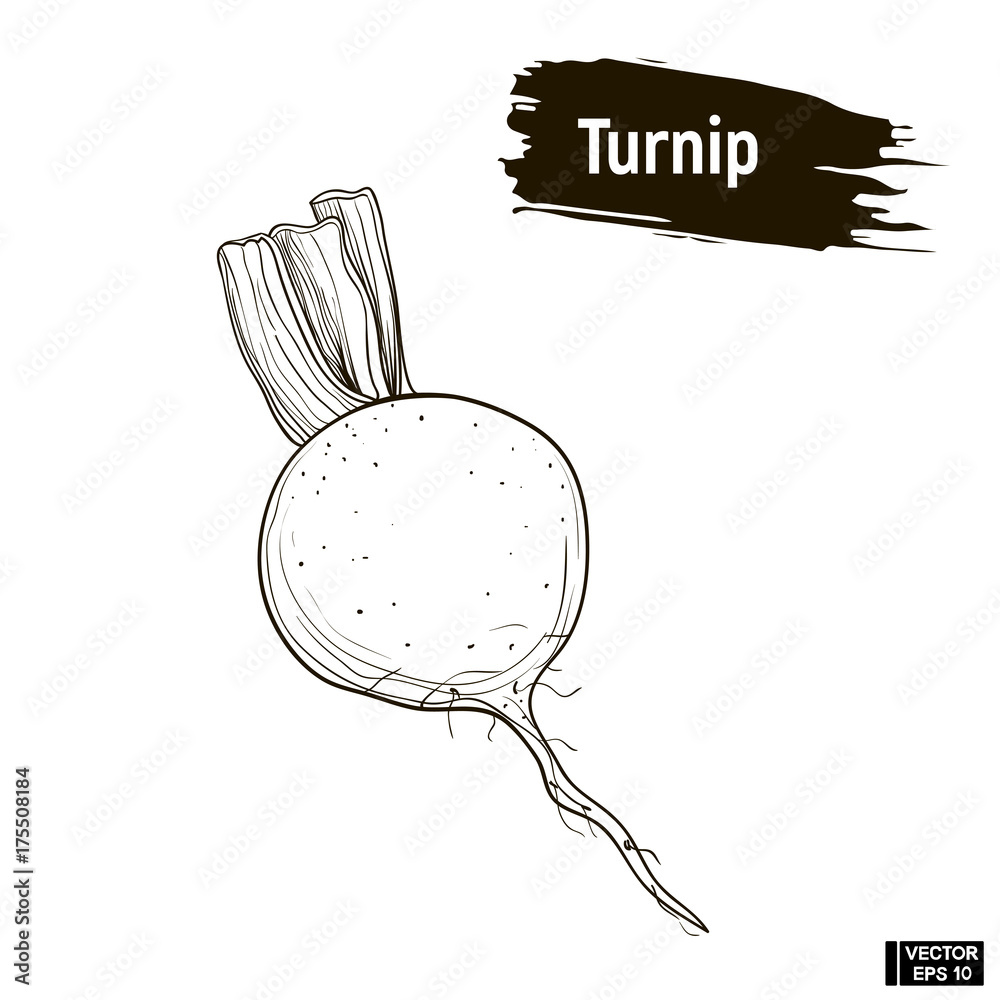Outline drawing of turnip sketch Stock Vector Adobe Stock