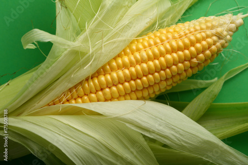 Yellow corn meal, fresh maize