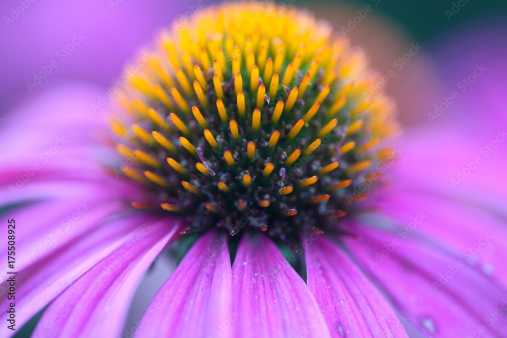Purple coneflower (Echinacea purpurea) Purple coneflower (Echinacea purpurea)