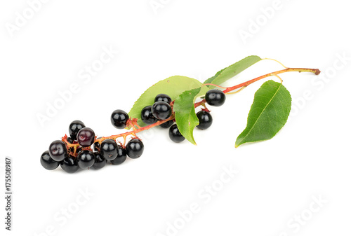 Fresh branch with berries bird cherry on white background photo