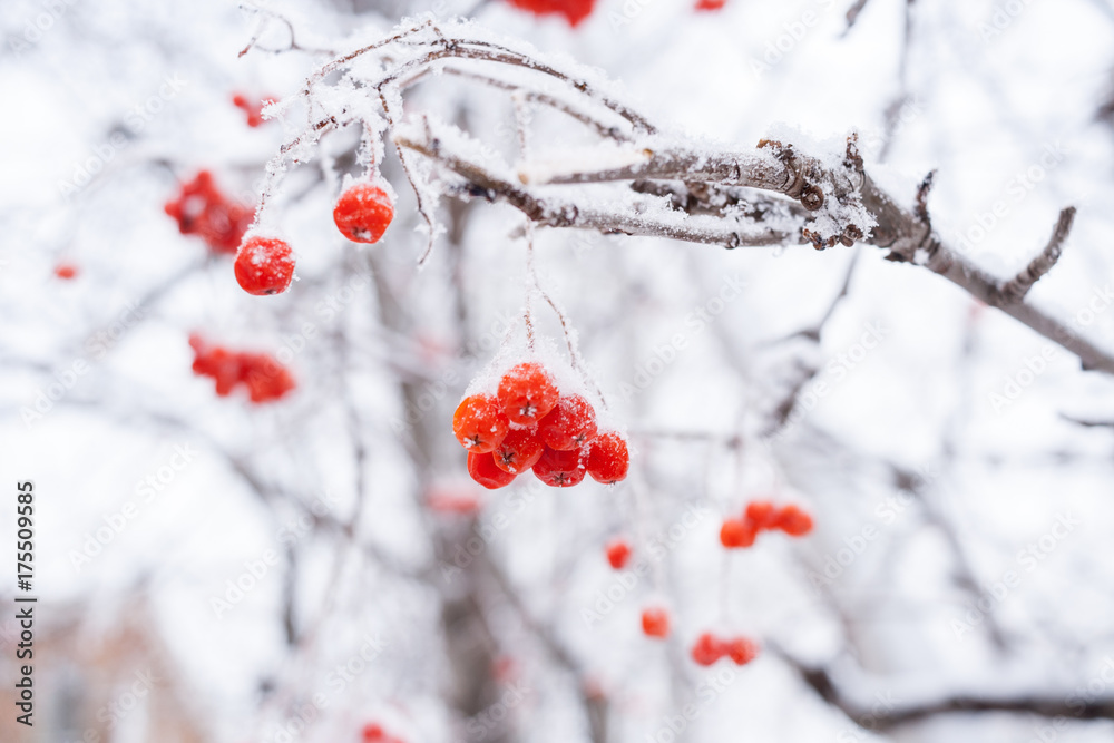 Snow-covered bare branch of Rowan with ripe red berries. Snow-covered bare branch of Rowan with ripe red berries.