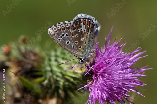Obraz na płótnie Adonis blue butterfly 