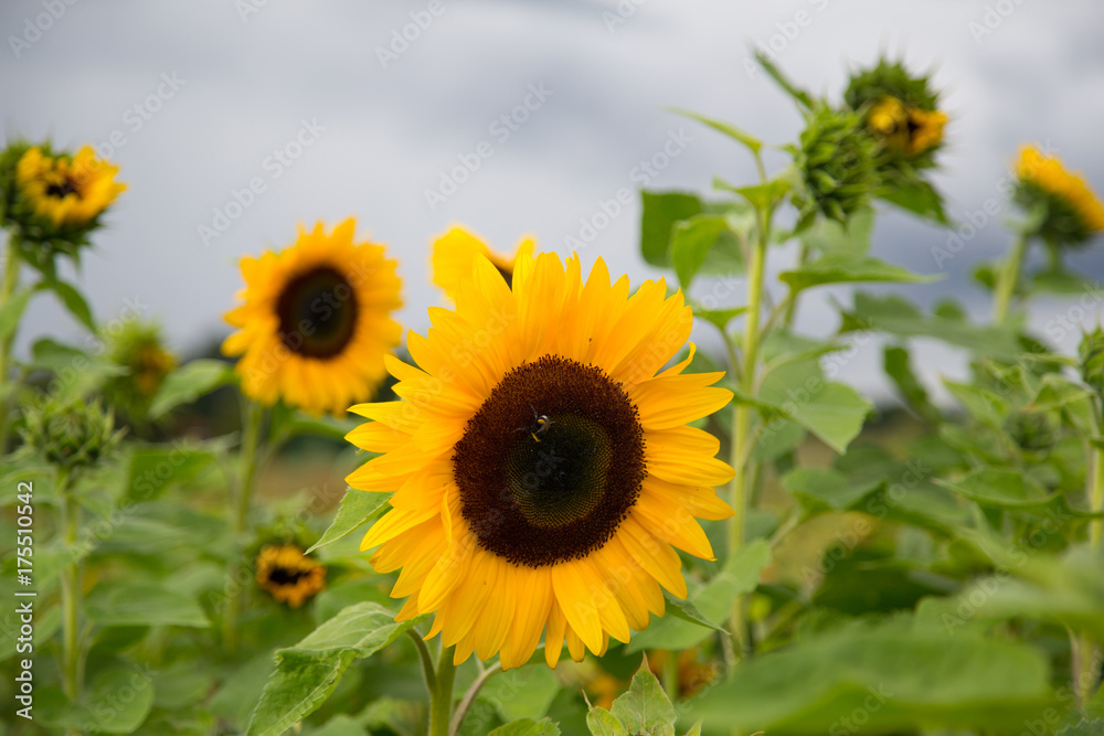 Fototapeta premium A lot of sunflowers in the field