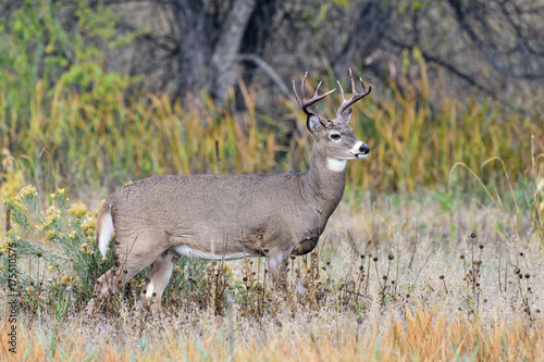 White-tailed Deer Buck In Autumn