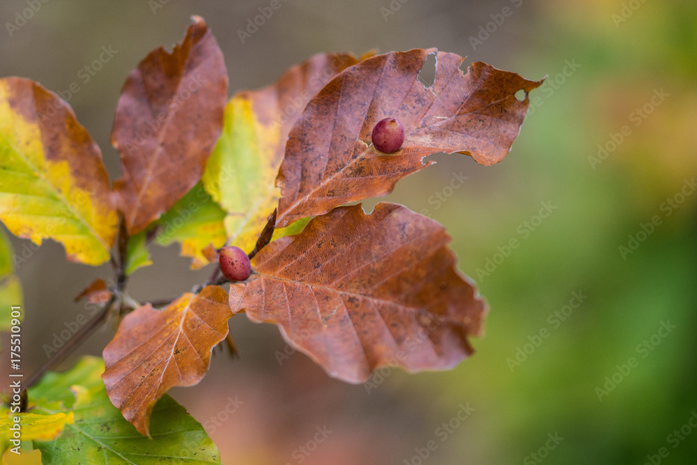 Galls of mikiola fagi on common beech leaves. Fagus sylvatica. Close-up of plant pest on colored tree branch. Detail of insect larvae on autumn foliage with a blurred natural greenery on background.