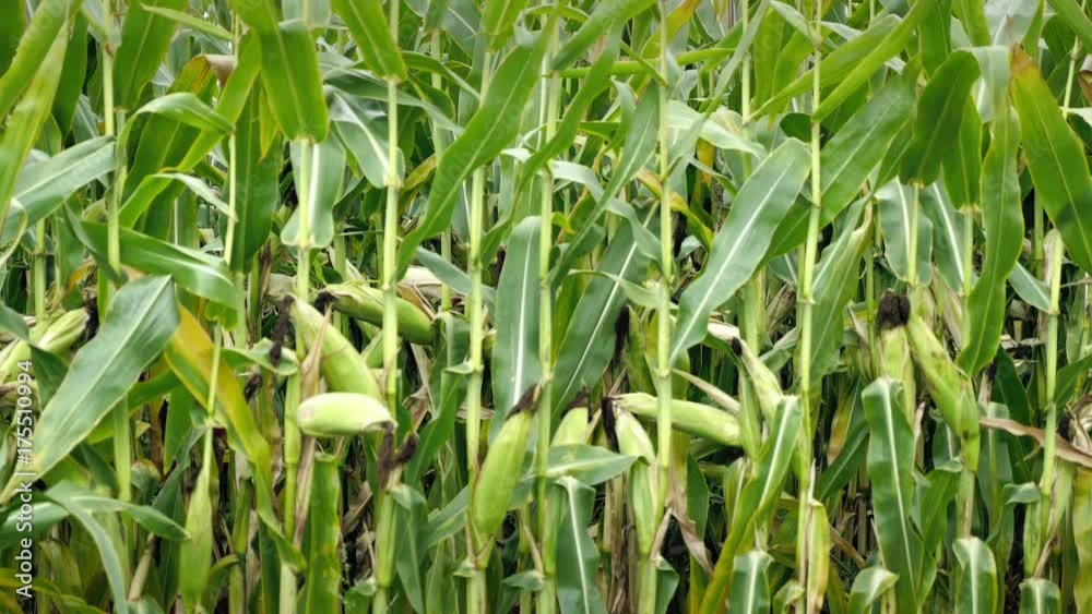 Corn field before harvest. Ripe corn cobs in row behind. Detail view immersed between corn cobs and leaves. Autumn rural rustic background with vegetable. Agriculture maize farming. Corn field before harvest. Ripe corn cobs in row behind. Detail view immersed between corn cobs and leaves. Autumn rural rustic background with vegetable. Agriculture maize farming.