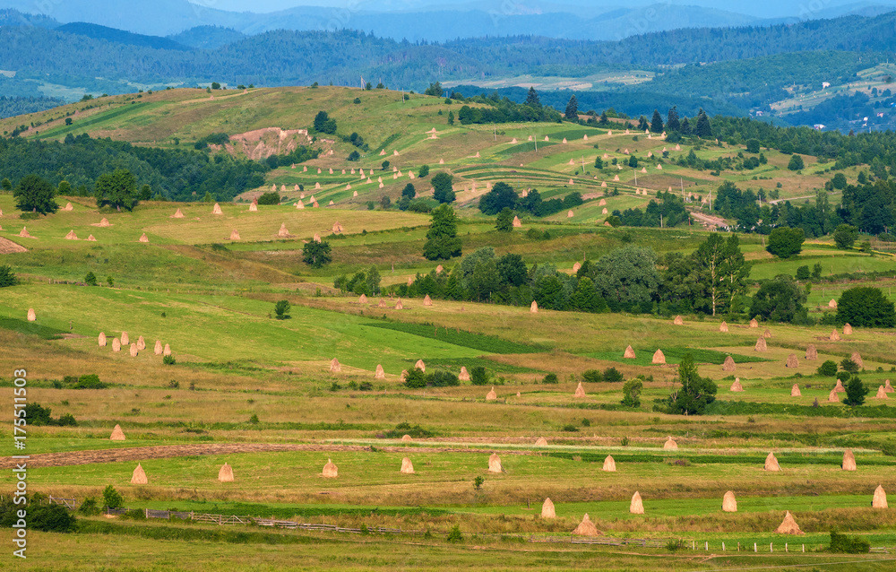 Field with haystacks in the sunny day. Rural landscape; hey rolls on the field at the mountain in Ukraine.