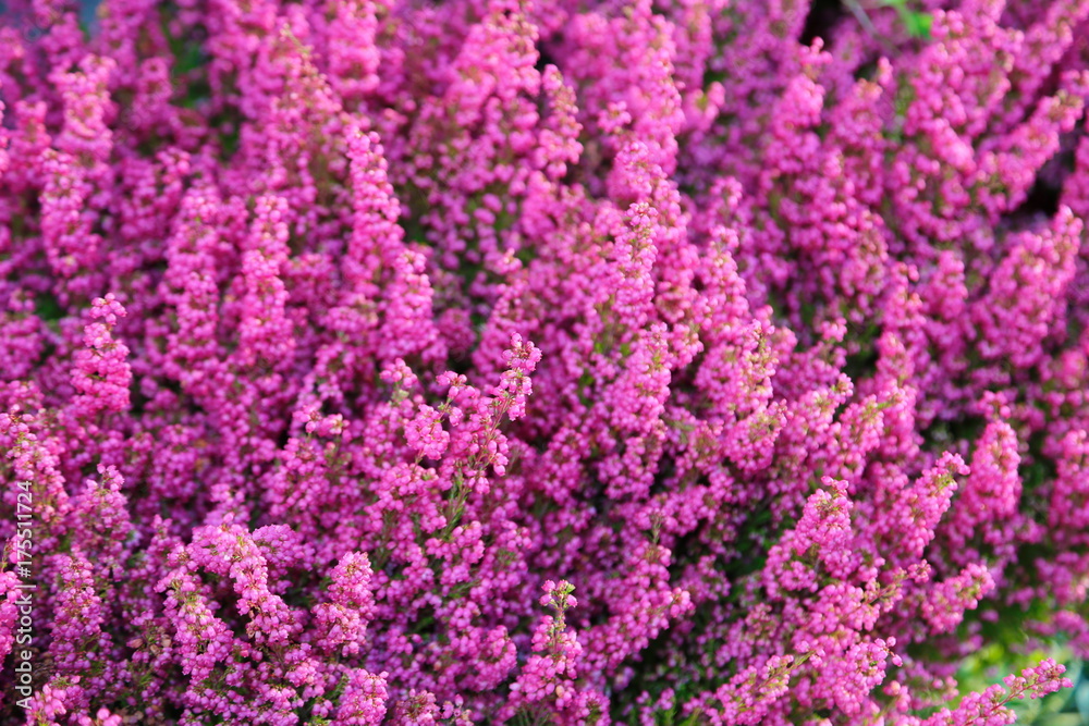 background of beautiful flowers of Erica background of beautiful flowers of Erica