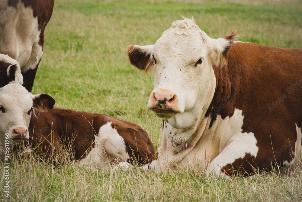 Cow and calf close to Lacock village, Wiltshire, England, UK Cow and calf close to Lacock village, Wiltshire, England, UK