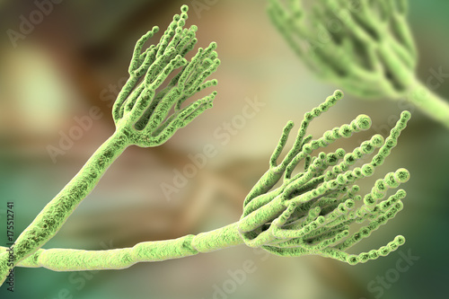 Foto Fungi Penicillium which cause food spoilage and are used for production of the first antibiotic penicillin