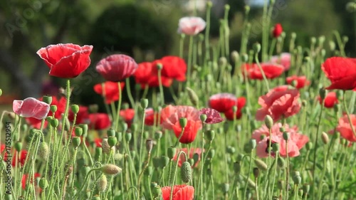 Meadow with beautiful bright red poppy flowers in spring