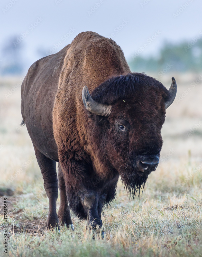 American Bison Bull - Genetically Pure Specimen