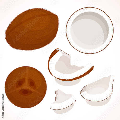 Vector coconut isolated on white background. A whole unpeeled, half and pieces of coconut.