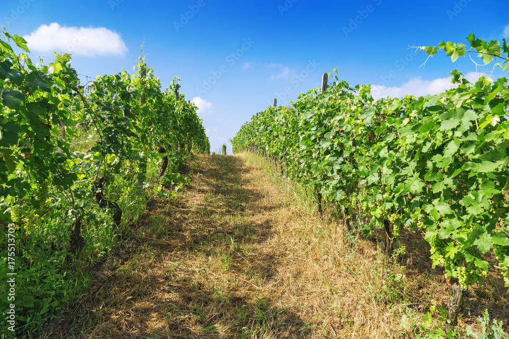 Spacing of growing grapes. Succulent green leaves and bunches of growing grapes in Italy, Alba.