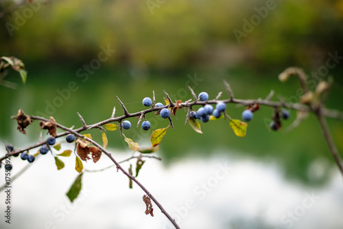 Blackthorn bush with ripe berries on a background of the river