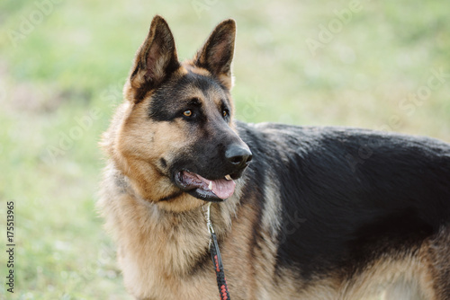 german shepherd