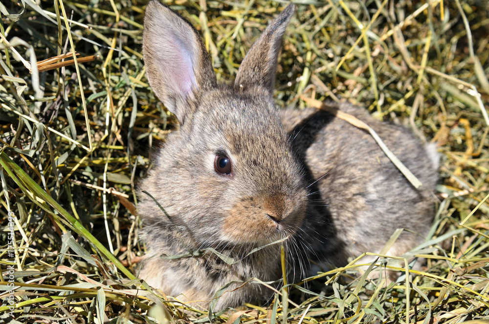 Fototapeta premium pet rabbit on background of dry grass