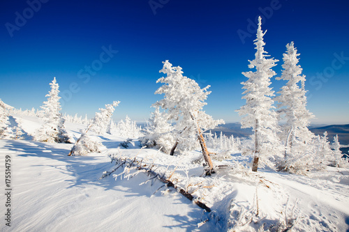 Winter landscape. Trees ate in the snow and frost. Blue sky  mountains.
