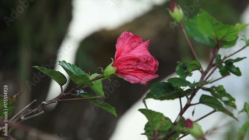Hibiscus rosa sinensis