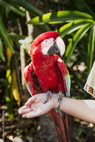 Red Parrott photo