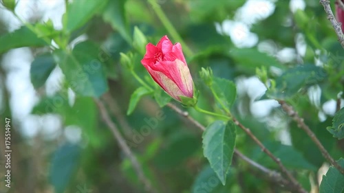 Hibiscus rosa sinensis
