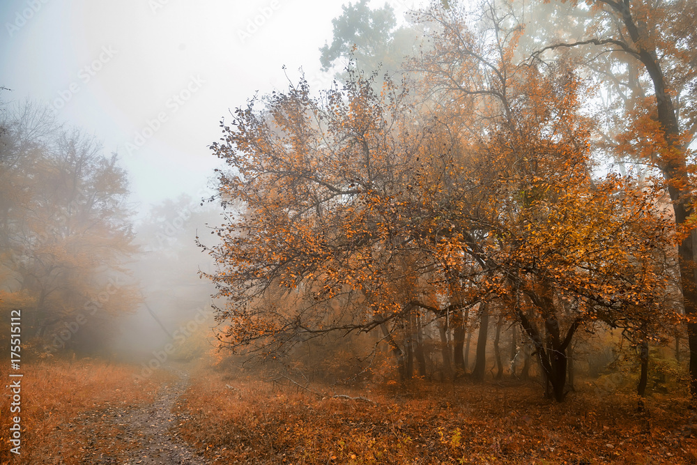 Scenic misty landscape of forest in the fall Scenic misty landscape of forest in the fall