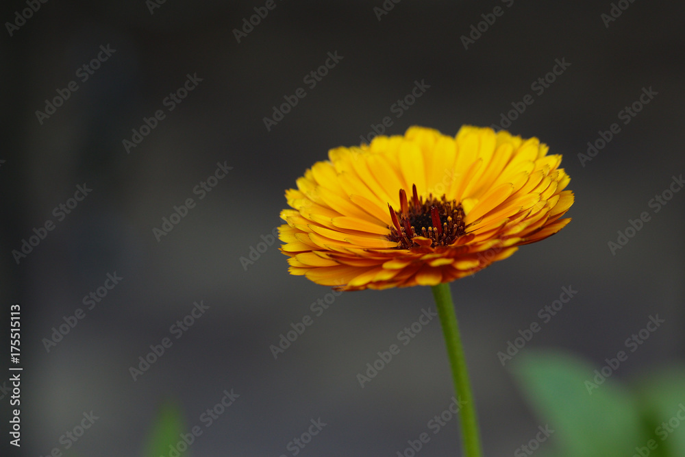 Obraz premium Blured Calendula flower