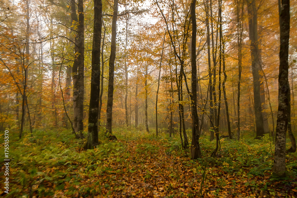 Scenic landscape of autumn forest