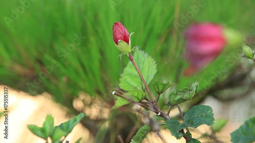 Hibiscus rosa sinensis